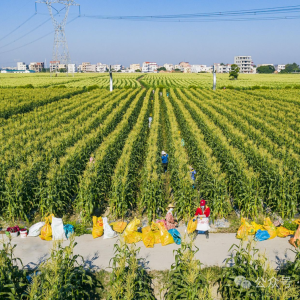 大田作物高产种植指南 科学管理节本增效