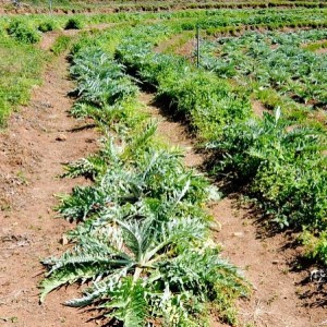 中药材绿色种植指南 规范管理提高药效