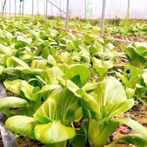 大棚蔬菜高效种植指南 高产稳产防病技术