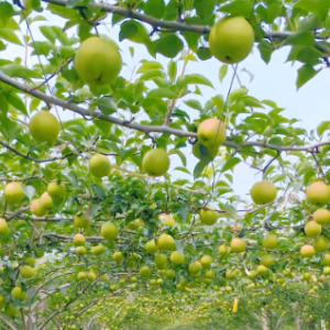 果树高产种植指南 修剪 + 授粉 + 施肥 + 防病全套