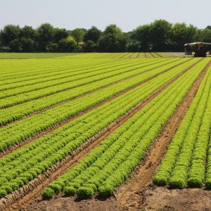 标准化作物种植指南 全程管理技术方案