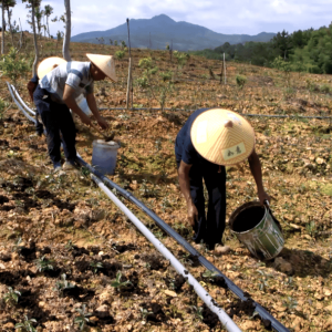 中药材 / 经济作物施肥指导 提质保效提高收益