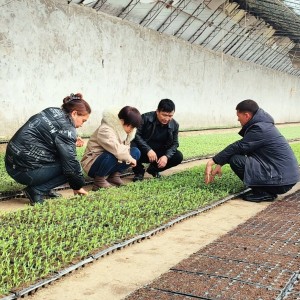 大棚蔬菜施肥指导 防盐防酸防病高产