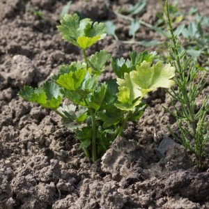 土壤养分快速检测 一对一配方施肥指导